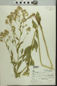 Lepidium latifolium image