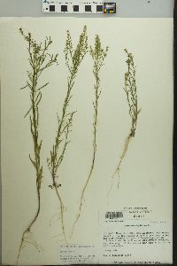 Lepidium densiflorum image