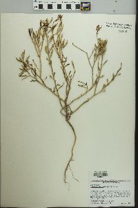 Cakile lanceolata image