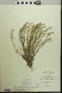 Cardamine parviflora image