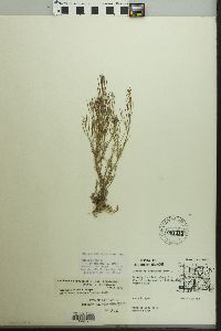 Cardamine parviflora var. arenicola image