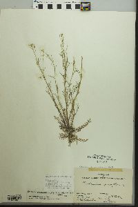 Cardamine parviflora var. arenicola image