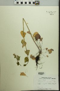 Alliaria petiolata image