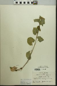 Alliaria petiolata image