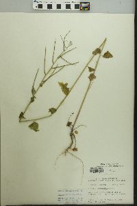 Alliaria petiolata image