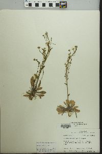 Arabidopsis thaliana image