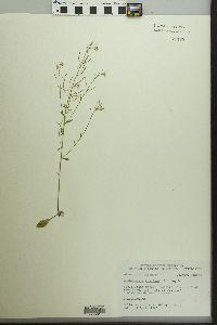 Arabidopsis thaliana image