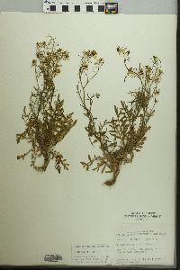 Rorippa sylvestris image