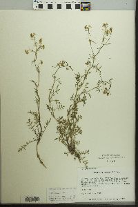 Rorippa sylvestris image