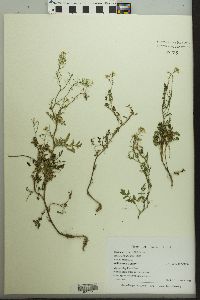 Rorippa sylvestris image