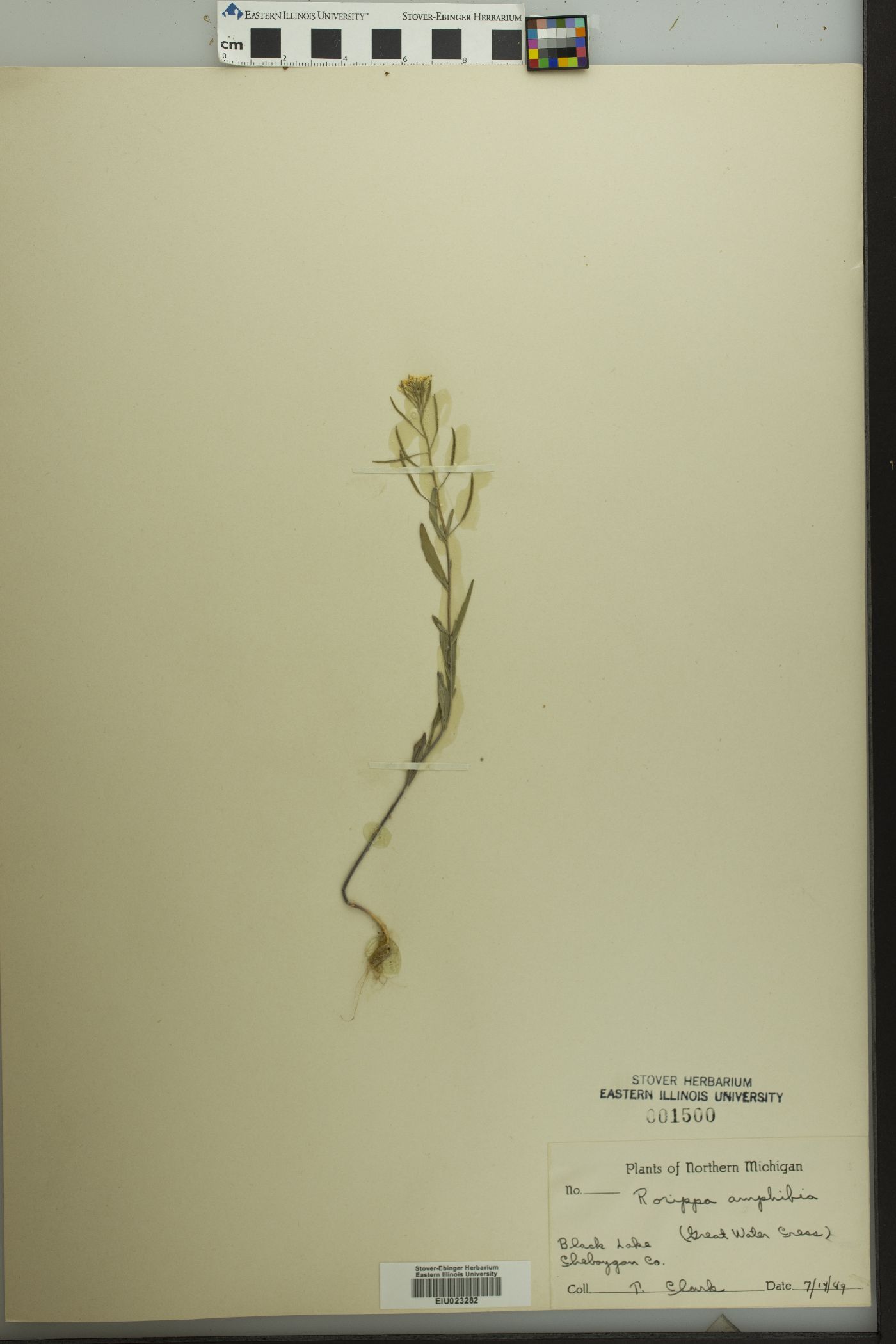 Rorippa amphibia image