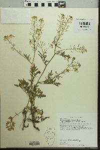 Rorippa palustris subsp. fernaldiana image