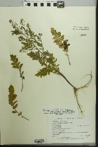 Rorippa palustris subsp. fernaldiana image