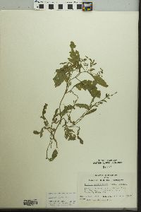 Rorippa sessiliflora image