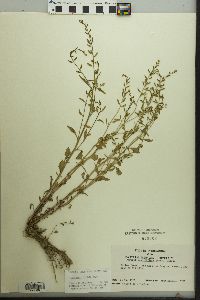 Rorippa sessiliflora image