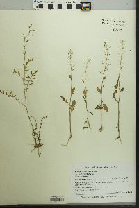 Rorippa sylvestris image