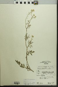 Rorippa sylvestris image