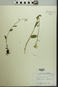 Cardamine bulbosa image