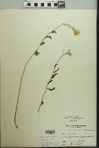 Cardamine bulbosa image