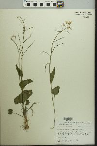 Cardamine bulbosa image