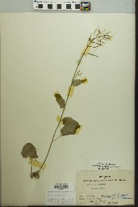 Cardamine bulbosa image