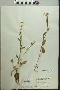 Cardamine bulbosa image