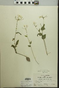 Cardamine bulbosa image