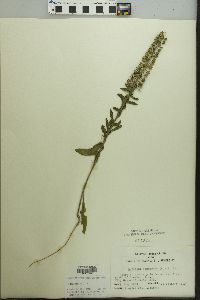 Lepidium campestre image