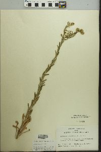 Lepidium campestre image