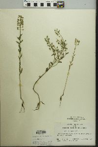 Lepidium campestre image