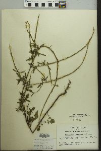 Sisymbrium officinale image