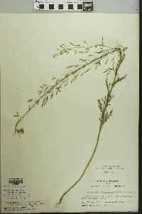 Descurainia pinnata subsp. brachycarpa image