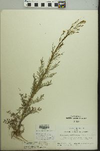 Descurainia pinnata subsp. brachycarpa image