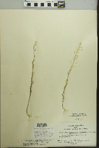 Descurainia pinnata subsp. brachycarpa image