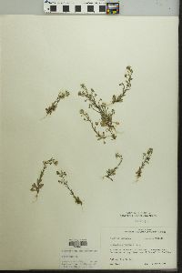 Draba brachycarpa image