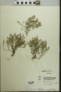 Draba brachycarpa image