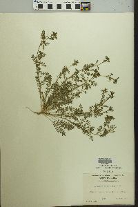 Lepidium didymum image