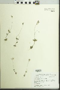 Draba reptans image