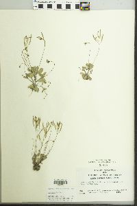 Draba reptans image