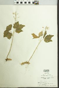 Cardamine diphylla image