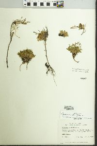 Cardamine bellidifolia image