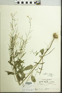 Cardamine bulbosa image