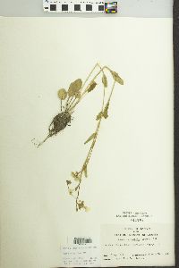 Cardamine bulbosa image