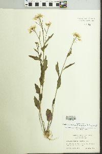 Cardamine bulbosa image