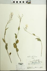 Cardamine bulbosa image