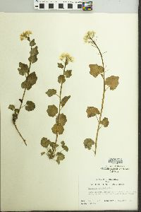 Cardamine cordifolia image