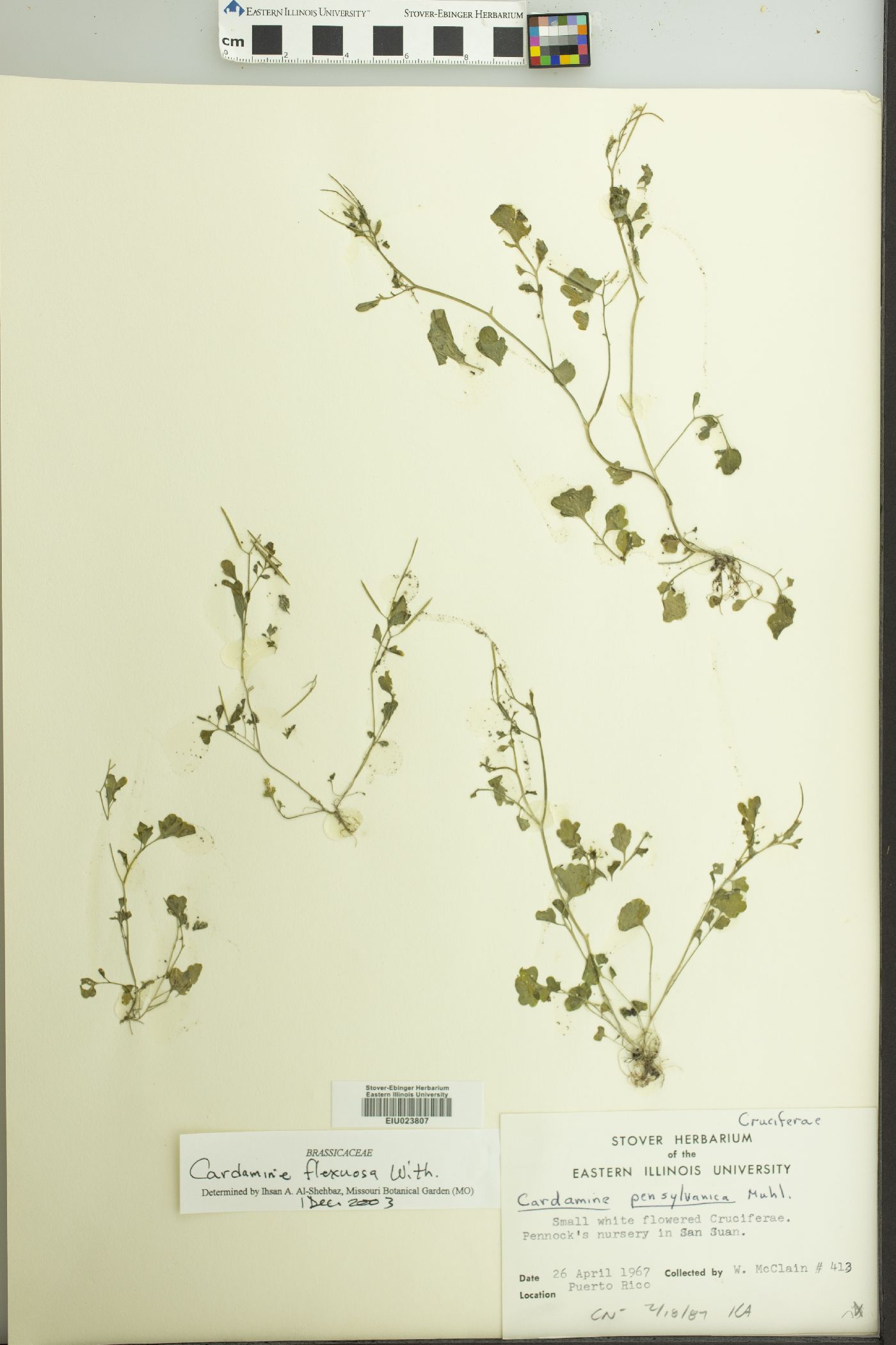 Cardamine flexuosa image