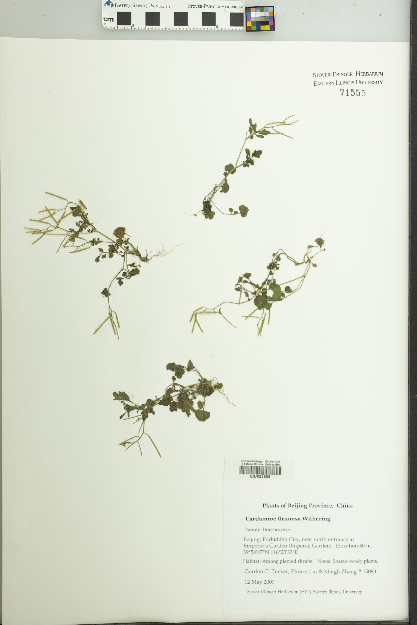 Cardamine flexuosa image