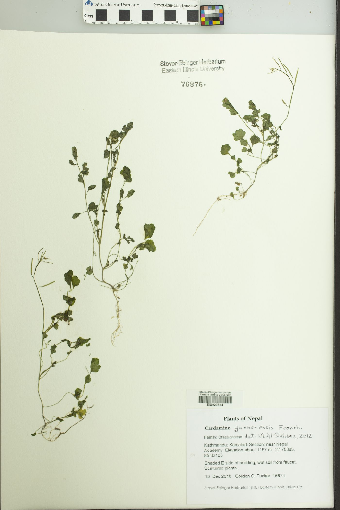 Cardamine yunnanensis image