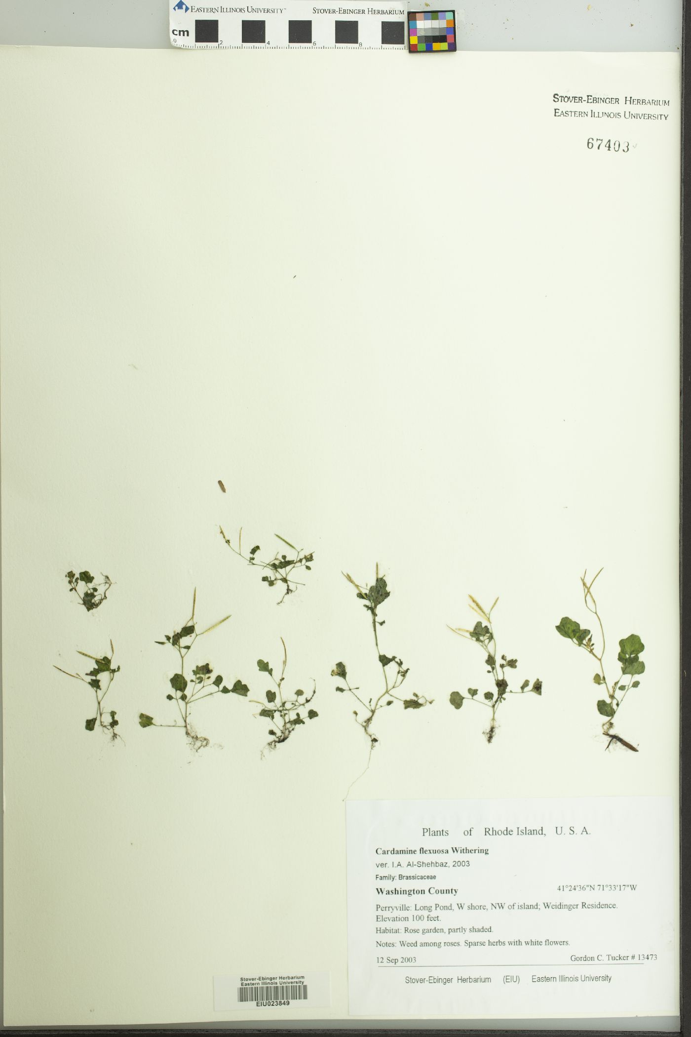 Cardamine flexuosa image